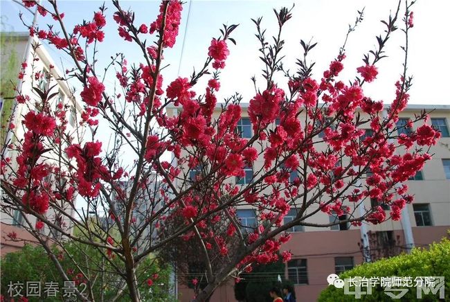 长治学院师范分院-校园春景2