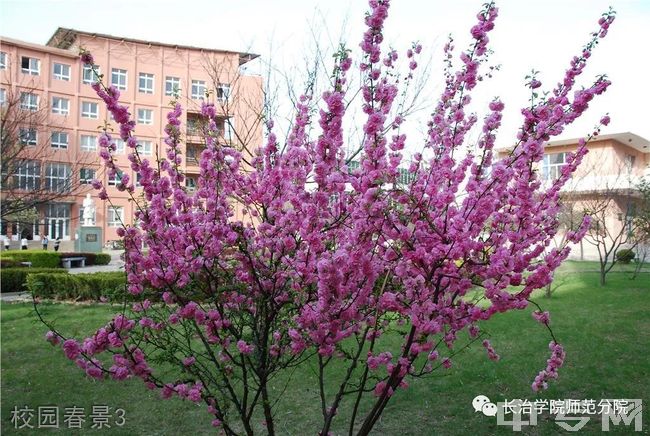 长治学院师范分院-校园春景3