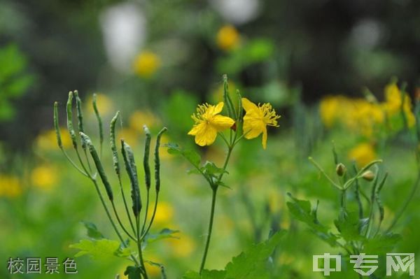 ☆山西药科职业学院继续教育学院-校园景色