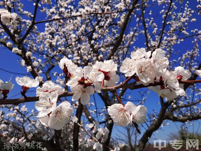 山西省四方中等技术学校操场旁桃花