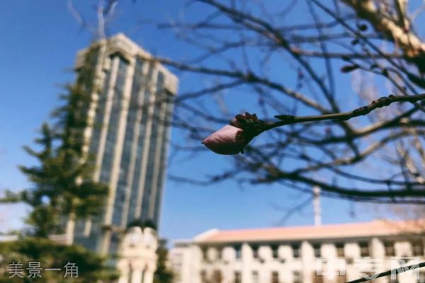 天津音乐学院继续教育学院-美景一角