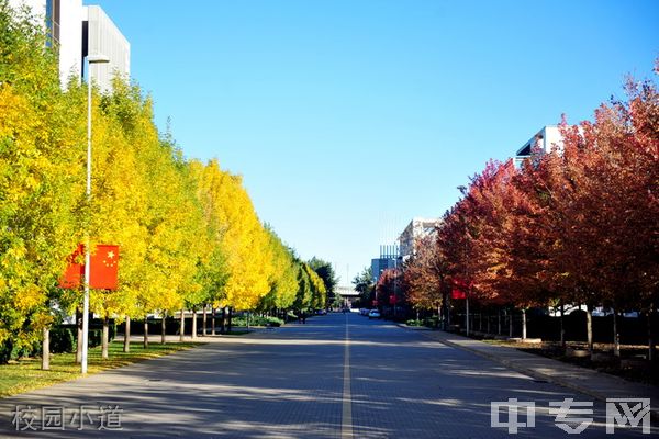 天津财经大学继续教育学院-校园小道