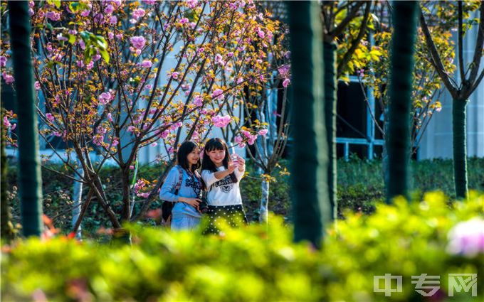 重庆外语外事学院-樱花相伴人欢笑