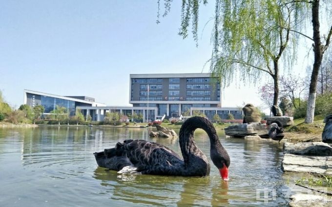 中国药科大学-黑天鹅