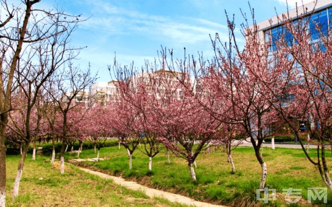 日照航海工程职业学院-绿化