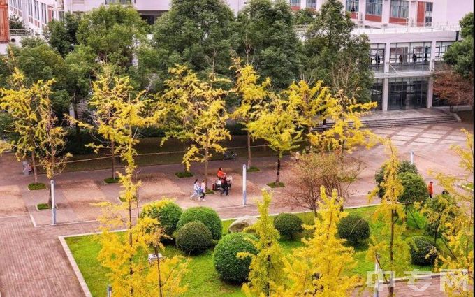 成都师范学院-秋意浓浓