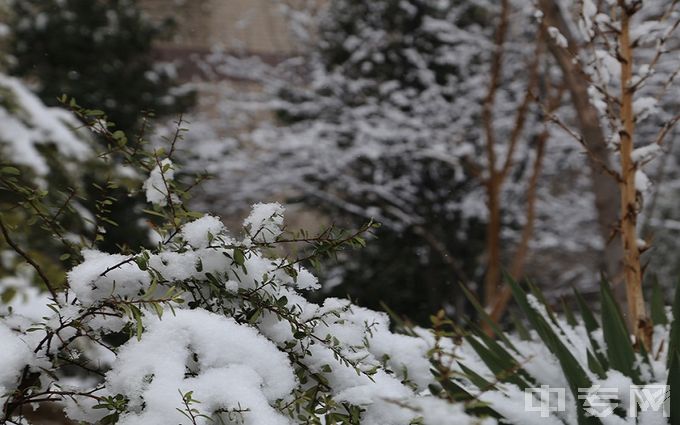 安徽医学高等专科学校-雪景