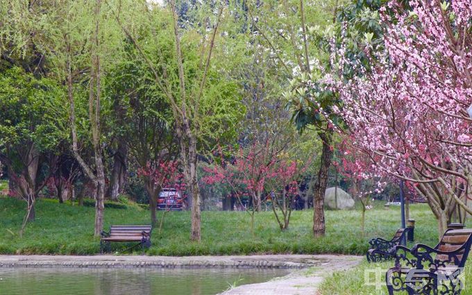 四川电影电视学院-安仁校区光相湖春景