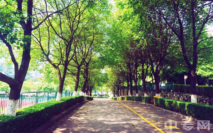 长沙卫生职业学院-绿荫树木