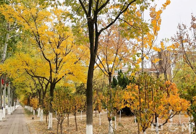 天津市幼儿师范学校-树