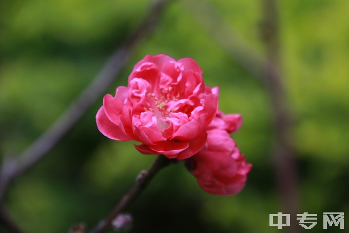 广西工业技师学院（广西石化高级技工学校）-校园里百花齐放3