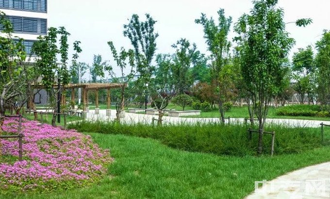 安徽亳州新能源学校-校园草坪