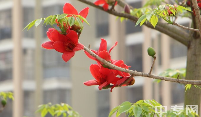 广西工业技师学院（广西石化高级技工学校）校园里百花齐放1