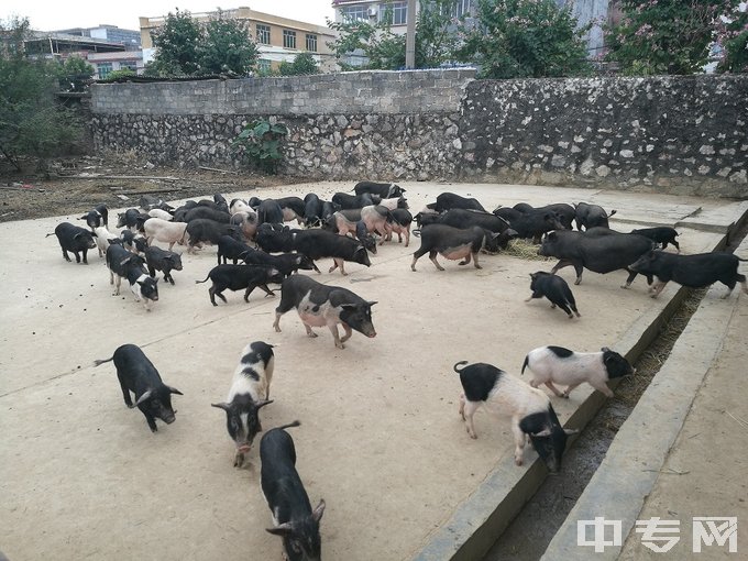 广西梧州农业学校信巴猪