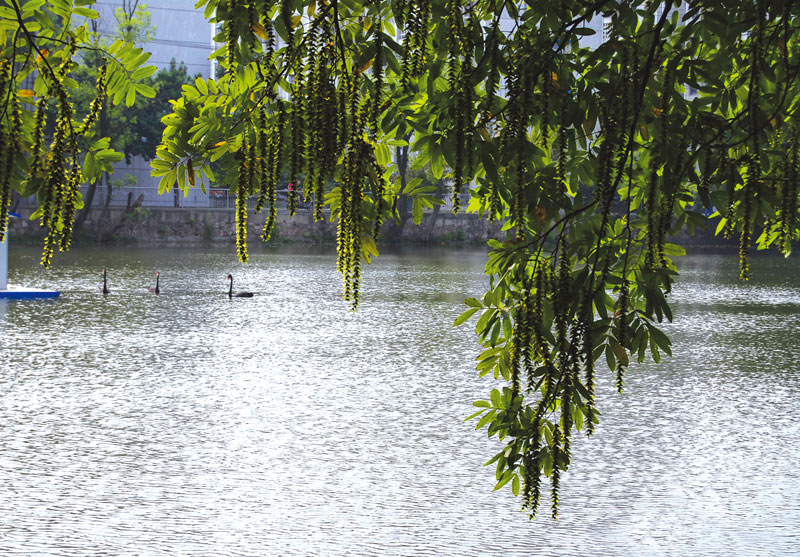 龙河校区鹅池.jpg