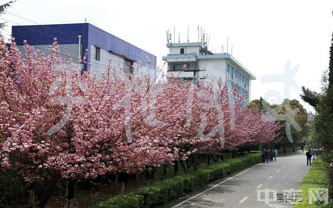 贵州民族大学-樱花盛开