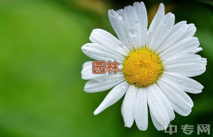 长江师范学院园林