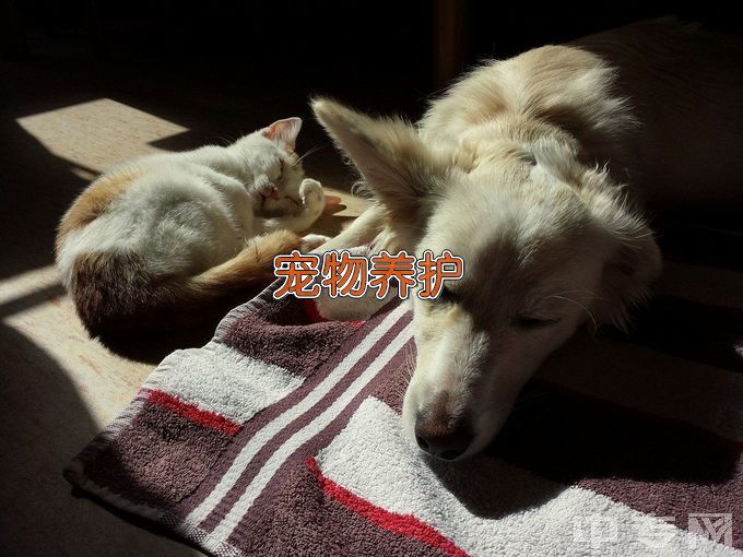 黑龙江农业经济职业学院宠物养护与疫病防治
