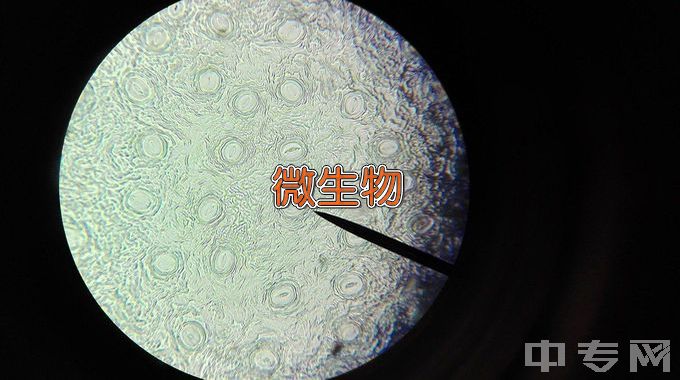 宿州职业技术学院微生物技术及应用