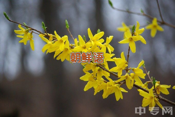 大连民族大学朝鲜语