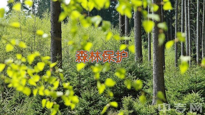 中南林业科技大学森林保护