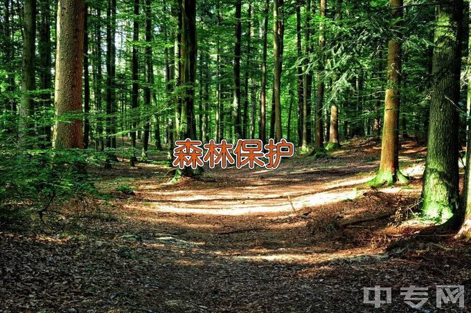中南林业科技大学森林保护