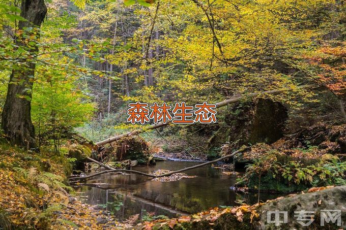 广西生态工程职业技术学院森林生态旅游与康养