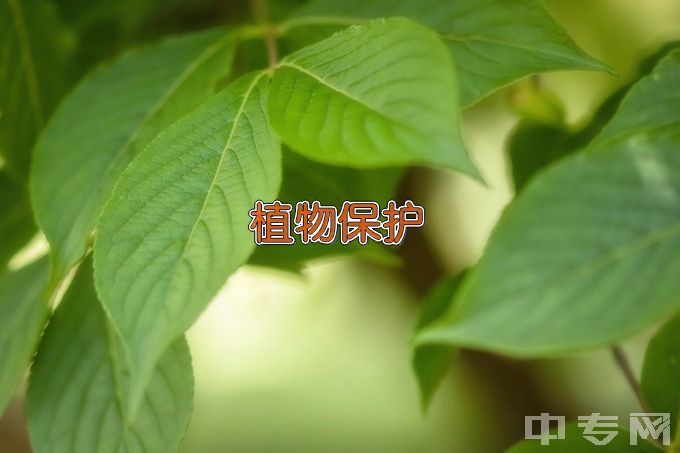 南京农业大学植物保护