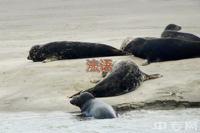 河北科技大学法语