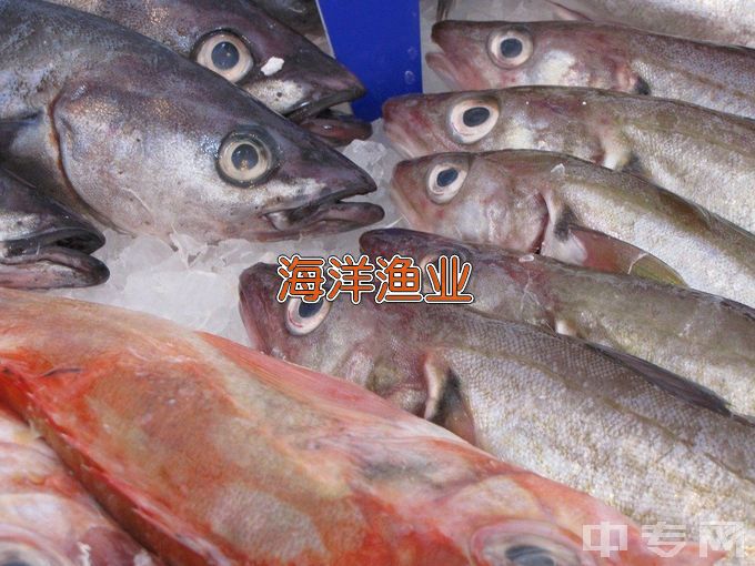 中国海洋大学海洋渔业科学与技术