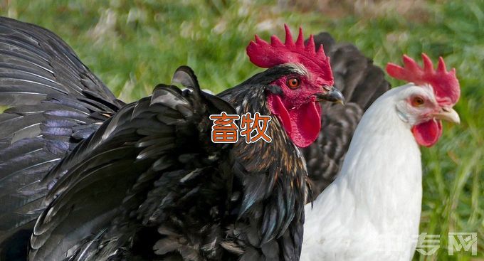 阜新高等专科学校中专畜禽生产技术