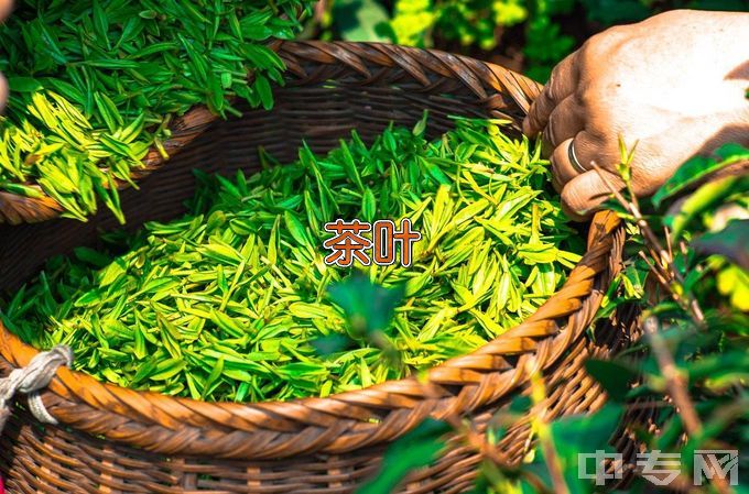 江西婺源茶业职业学院茶艺与茶叶营销