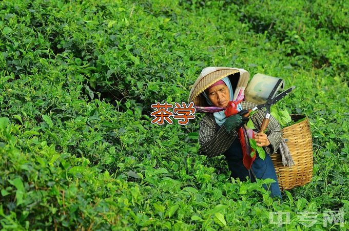 黔南民族师范学院茶学