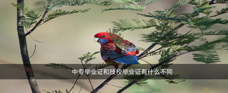 中专毕业证和技校毕业证有什么不同